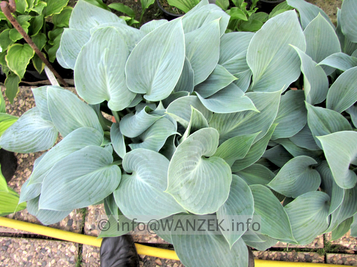 Hosta tardiana Halcyon 04.JPG